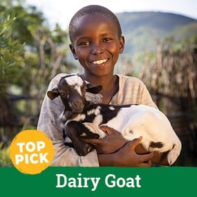 A Dairy Goat