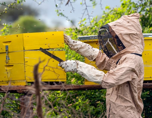 Beekeeping Kits